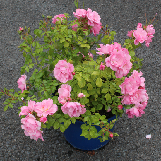 Rosier 'Mareva rose tendre '