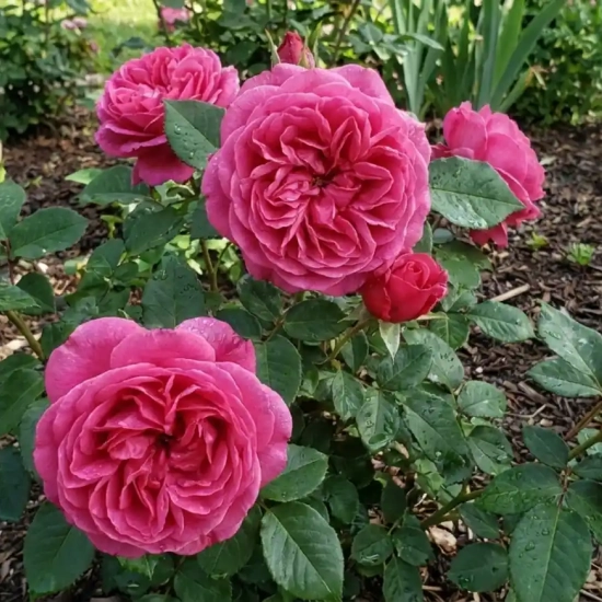 Rosier 'Sexy perfumella '