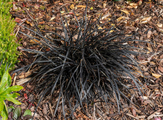 Ophiopogon noir