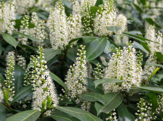 Bourdaine 'Fine line'