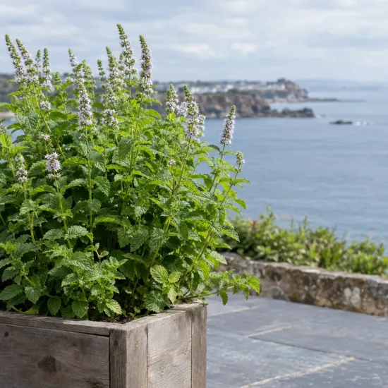 Menthe marocaine 'Moroccan' (Mentha spicata) — touffe de feuillage vert en bac bois, bord de mer · Photo d'illustration