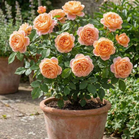 Rosier 'Abricot Mythique '