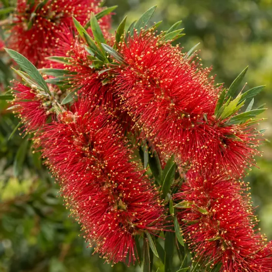 Rince-bouteilles 'Leavy' (Callistemon) — gros plan sur longs épis floraux rouges
