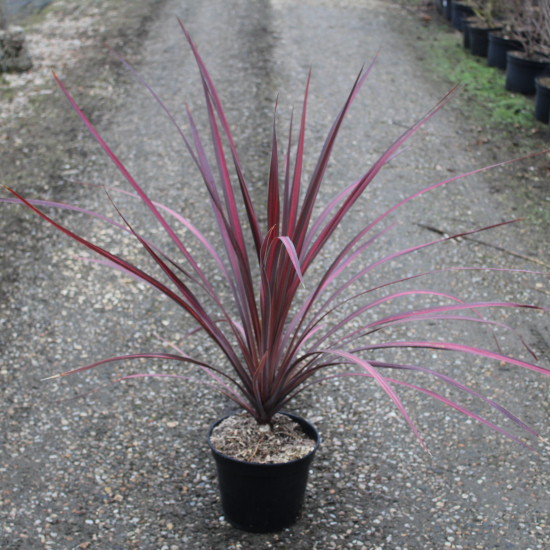 Cordyline australe 'Electric pink'