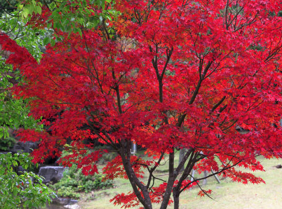 Érable du japon 'Skeeter's broom rouge'