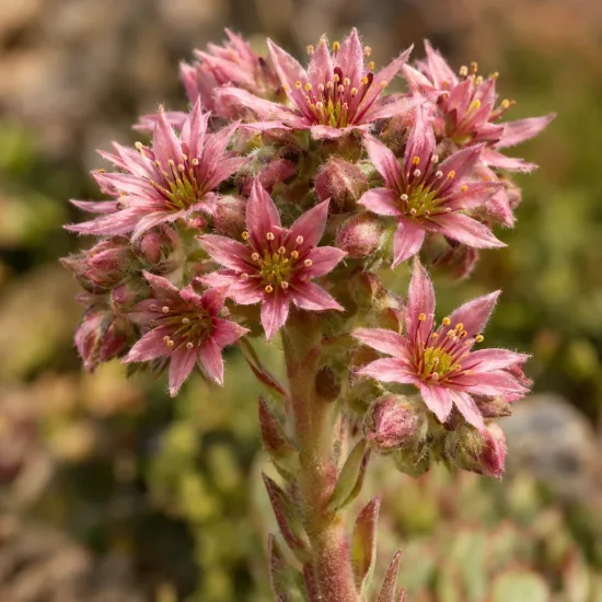 Joubarbe à rosette vert menthe à bords rouges 'Mint marvel' (Sempervivum) — tige florale portant plusieurs fleurs étoilées roses · Photo d'illustration