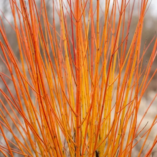 Cornouiller 'Soleil rouge'