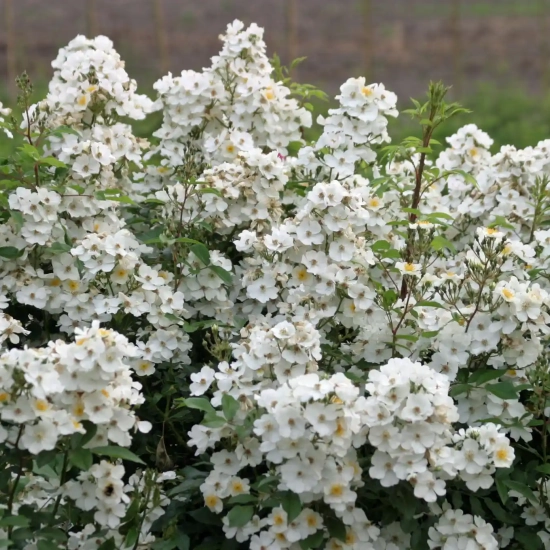Rosier 'Alba visamalbi'