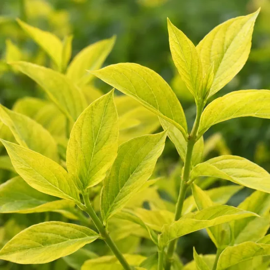 Cornouiller blanc 'Aurea' (Cornus alba) — gros plan sur feuillage jaune lumineux · Photo d'illustration