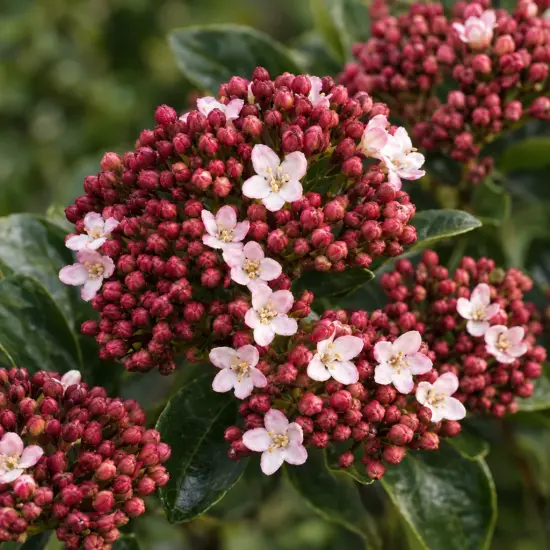 Viorne tin 'Eve price' (Viburnum tinus) — grappe de boutons rouges et petites fleurs blanches