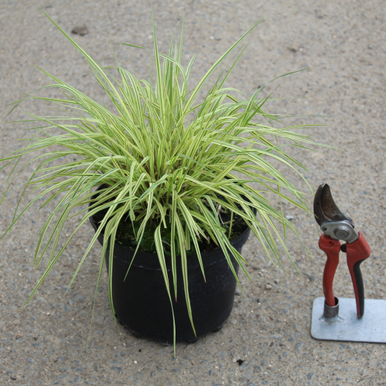 Molinie bleue 'Variegata'