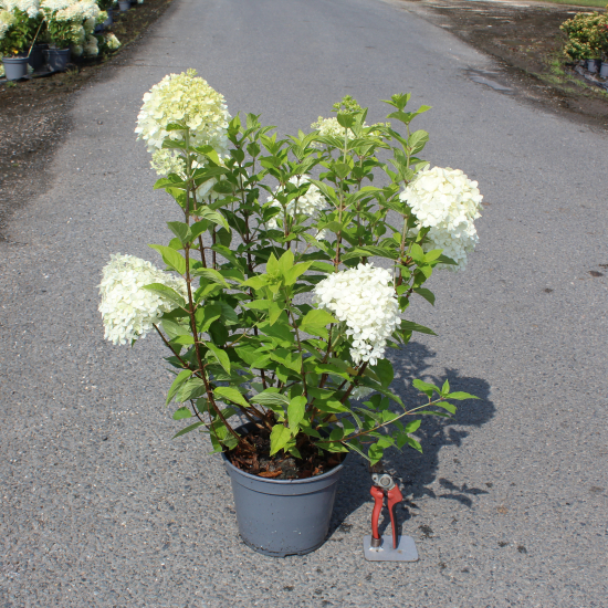 Hortensia paniculé 'Limelight'