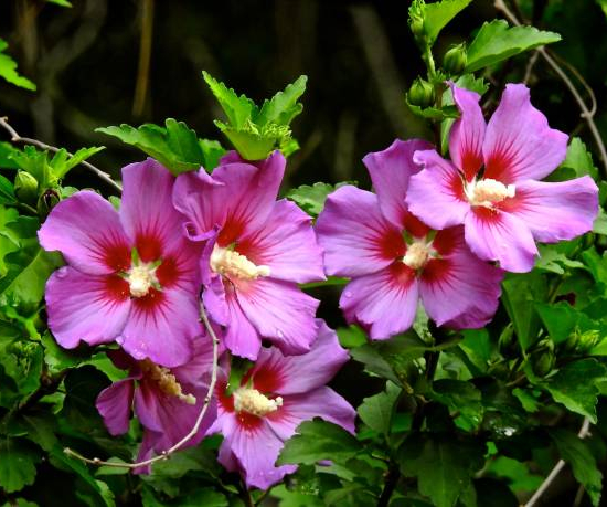 Althéa 'Walberton's ® rose moon walhirosmo'