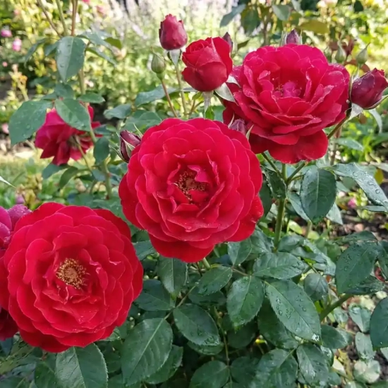 Rosier 'Karl herbst '