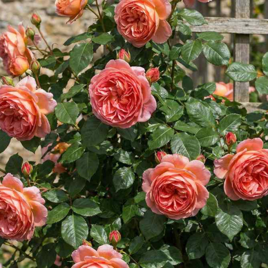 Rosier 'L'alhambra  '