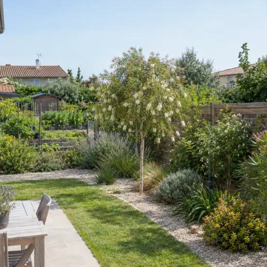 Rince-bouteilles (Callistemon) — arbre ornemental fleuri au centre d’un jardin