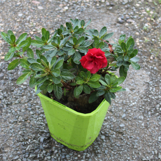 Azalée japonaise 'Autumn fire rouge'