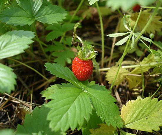 Fraisier 'Rabunda'