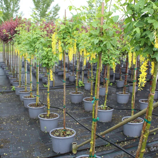 Cytise 'pluie d'or' 'Vossii' — Pot 20L 1/2 tige