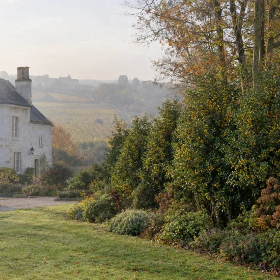 Houx commun à fruit jaune 'Bacciflava' (Ilex aquifolium) — massif d’arbustes persistants devant une maison · Photo d'illustration