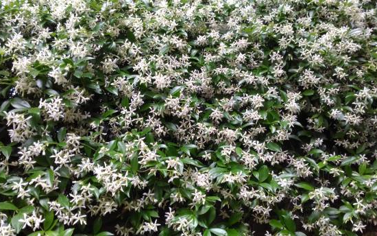 Faux-jasmin 'Rose d'inde'