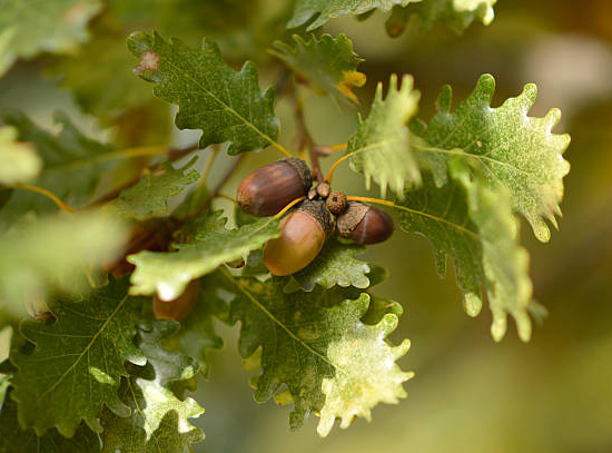 Chêne pédonculé 'Pedunculata'