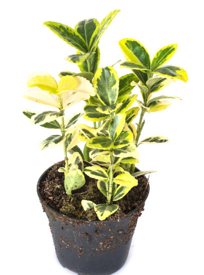 Fusain du japon 'Micro aureomarginatus'