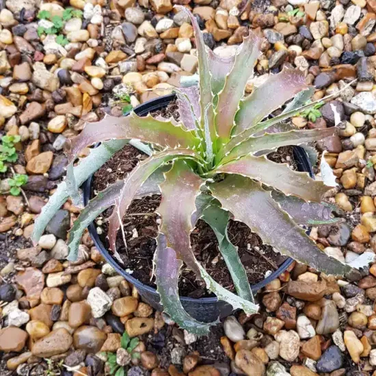 Orchidée (Hechtia nuusaviorum) — rosette de feuilles dentées dans un pot noir · Pot 2.5L