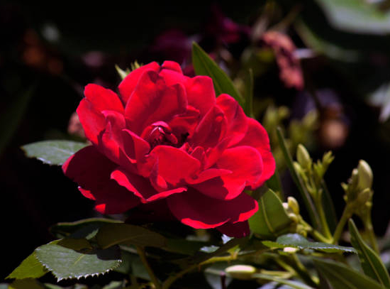 Pivoine 'Louis van houtte rouge'