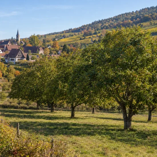 Noyer commun 'Jre 900 france' (Juglans regia) — alignement d’arbres en prairie devant un village · Photo d'illustration