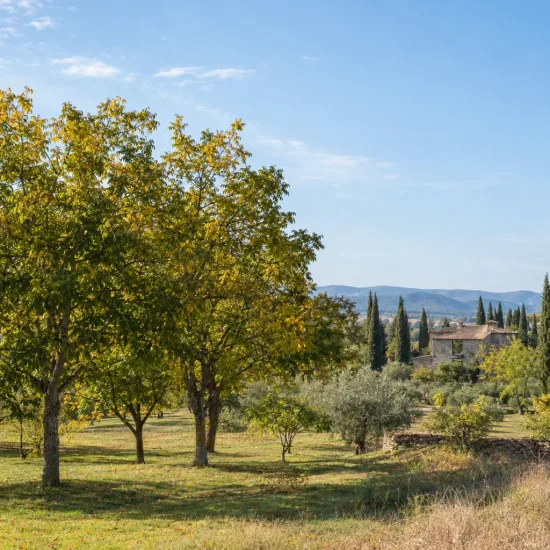 Noyer cendré (Juglans cinerea) — arbres feuillus dans un verger ensoleillé · Photo d'illustration