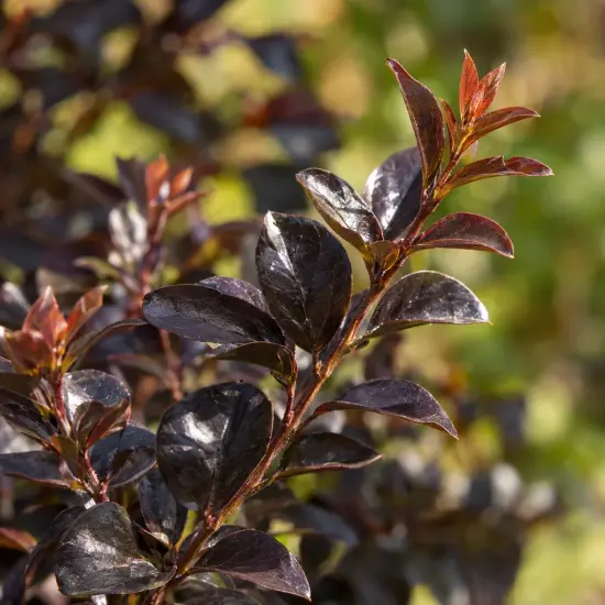Lilas des indes 'Violet lord' (Lagerstroemia indica) — feuillage lustré brun pourpré en gros plan