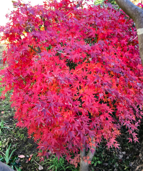 Érable du japon 'Skeeter's broom rouge'