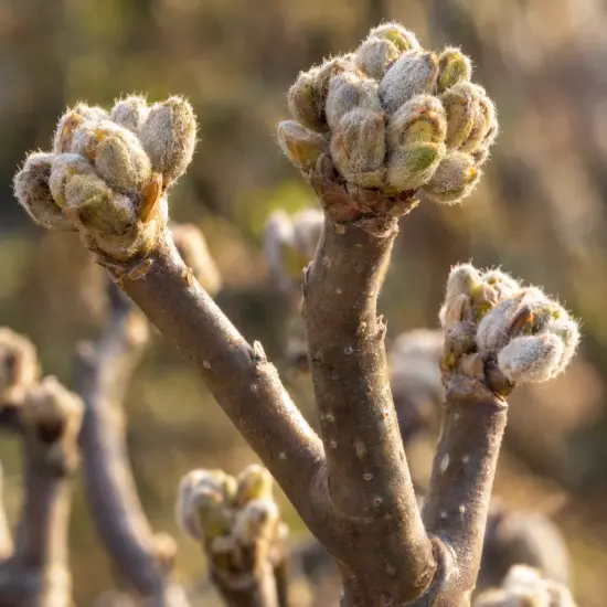 Edgeworthia 'Grandiflora' (Edgeworthia crysantha) — gros plan sur bourgeons duveteux sur branches nues