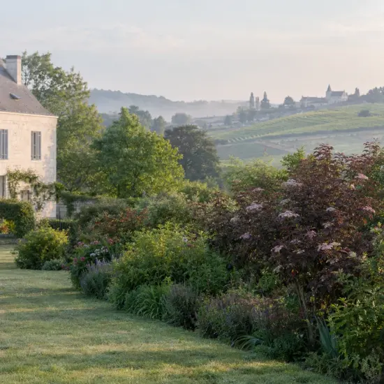 Sureau pourpre 'Guincho purple' (Sambucus nigra) — massif arbustif coloré dans grand jardin champêtre