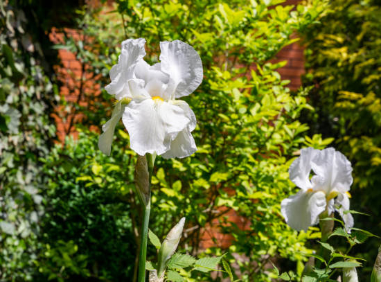 Iris Allemande blanche