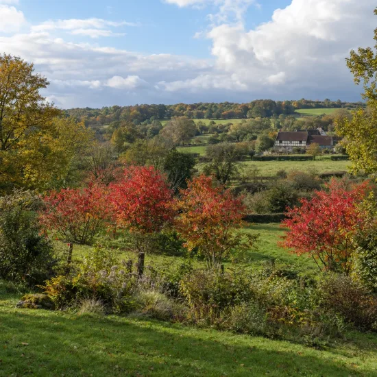 Érable de mandchourie 'Subsp. ginnala' (Acer tataricum) — petits arbres rouges dans prairie de campagne vallonnée · Photo d'illustration
