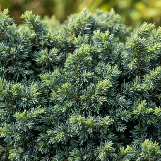 Genévrier 'Nana' (Juniperus procumbens) — feuillage dense de conifère nain, gros plan