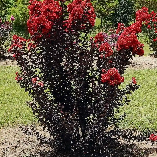Lilas des indes 'Red hot'