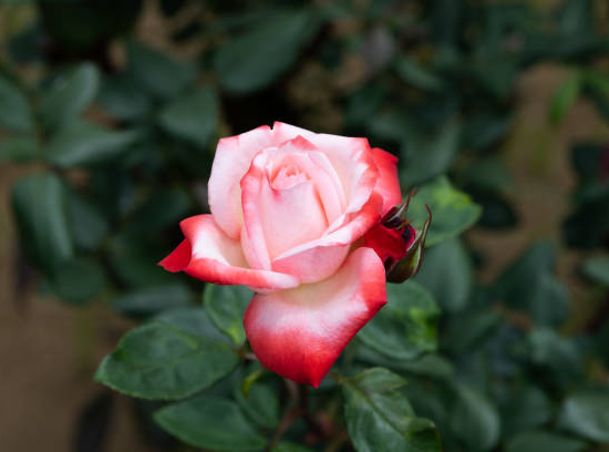 Rosier 'Imperatrice farah '