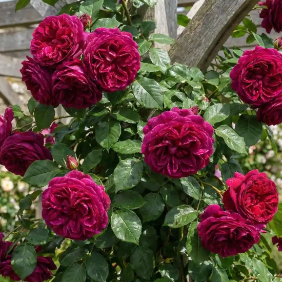 Rosier 'Eric tabarly '