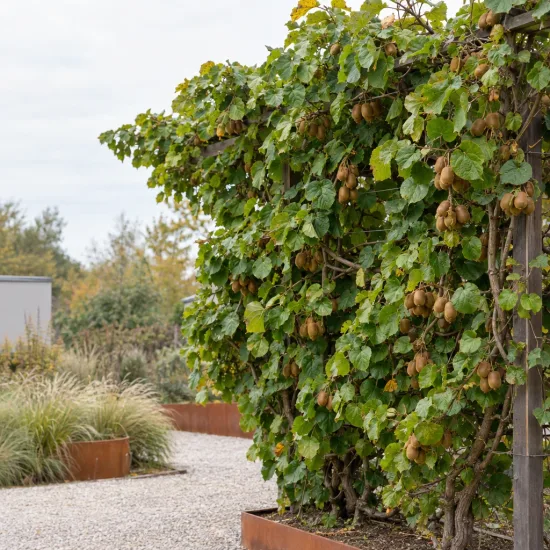 Kiwi 'Solissimo' (Actinidia deliciosa) — Photo d'illustration, photo 2