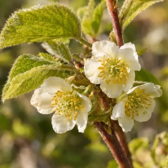 Kiwi (Actinidia) — gros plan de fleurs blanches et feuillage · Photo d'illustration