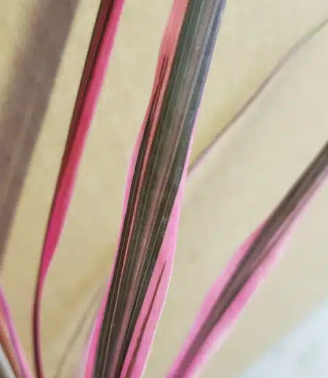 Cordyline australe 'Southern splendour'