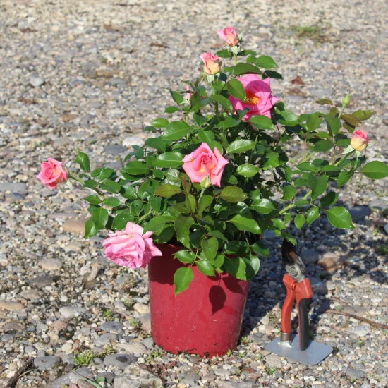 Rosier 'Parfum royal  ' — Pot 5L