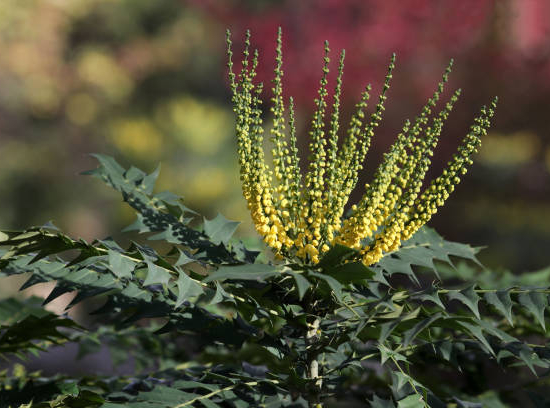 Mahonia 'Winter sun'