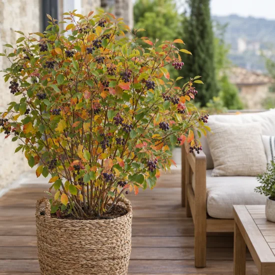 Amélanchier des bois (Amelanchier rotundifolia) — Photo d'illustration, photo 2
