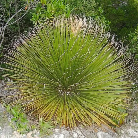 Dasylirion  miquihuanensis