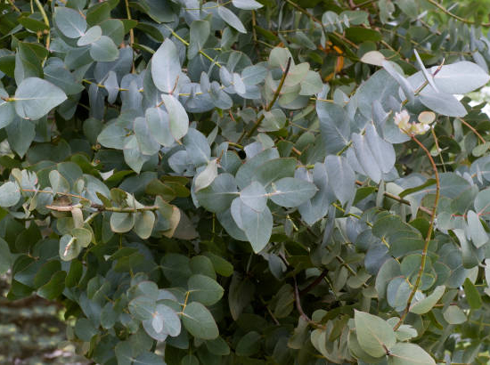 Eucalyptus à feuilles rondes 'France bleu'