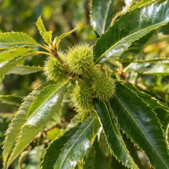 Châtaigner 'Marradi' (Castanea marron) — bogues vertes épineuses entourées de longues feuilles